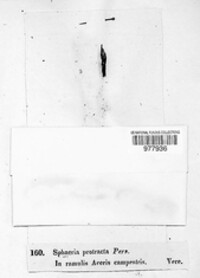 Cryptovalsa protracta image
